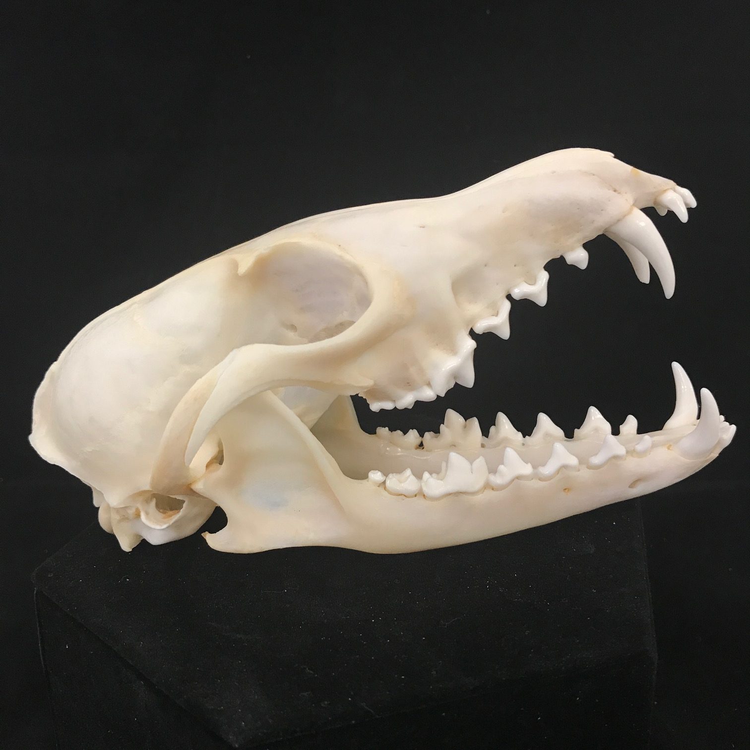 Beautiful, red fox skull with impressive canines, available at Natur